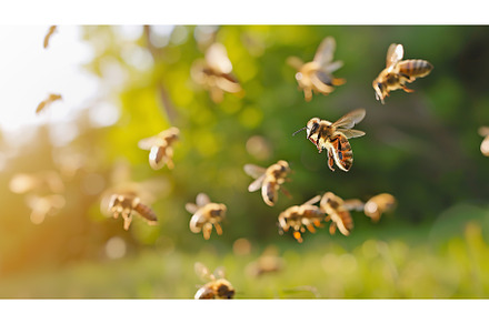 Swarm of honeybees flying in warm, an Animal Photo by Lermont51
