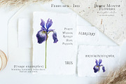 Watercolor Iris Birth Flower Clipart, an Illustration by Ksenia Shmakova (Thumbnail 3 of 6)