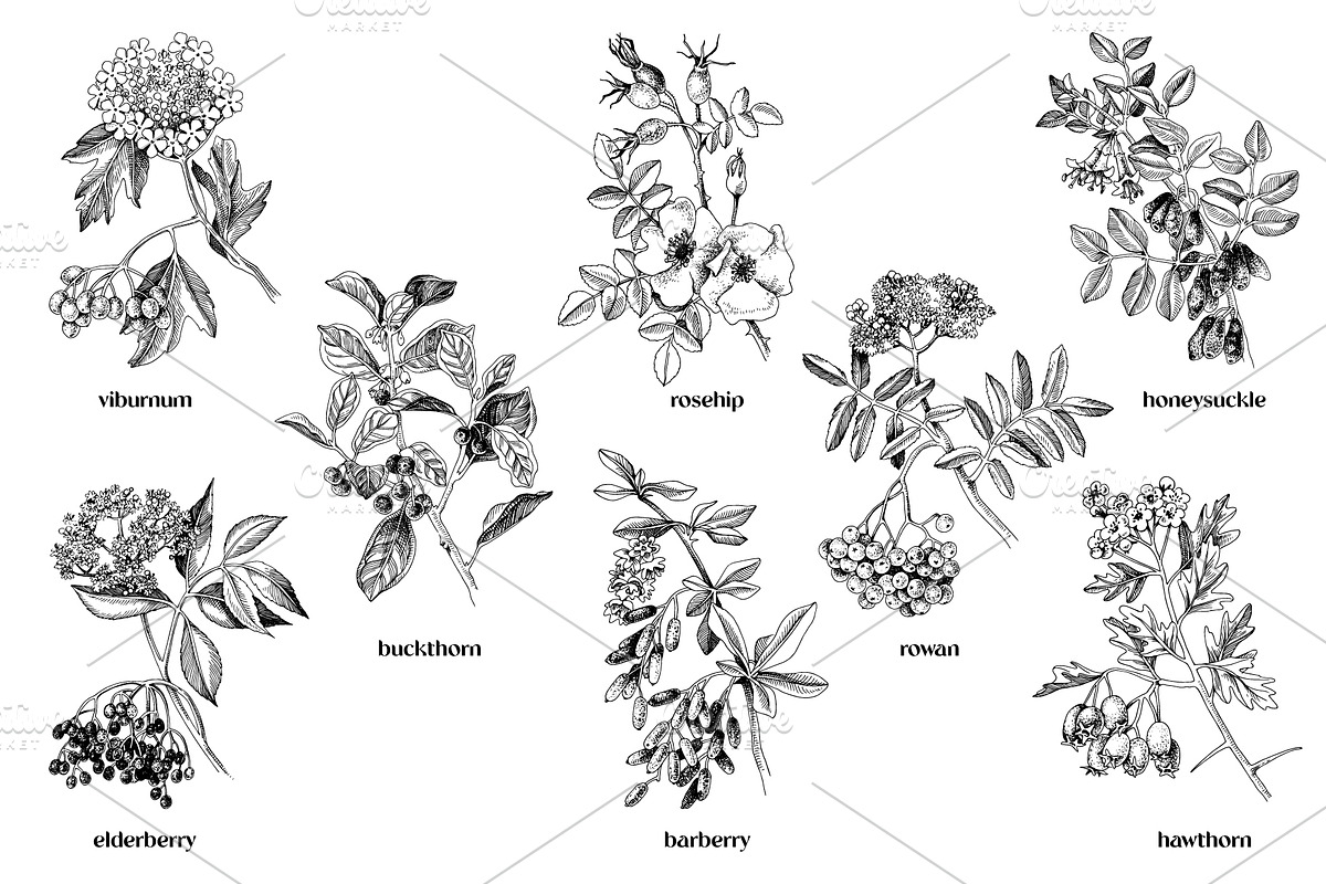 Medicinal plants collection, a Healthcare Illustration by handsketched (Photo 3 of 9)