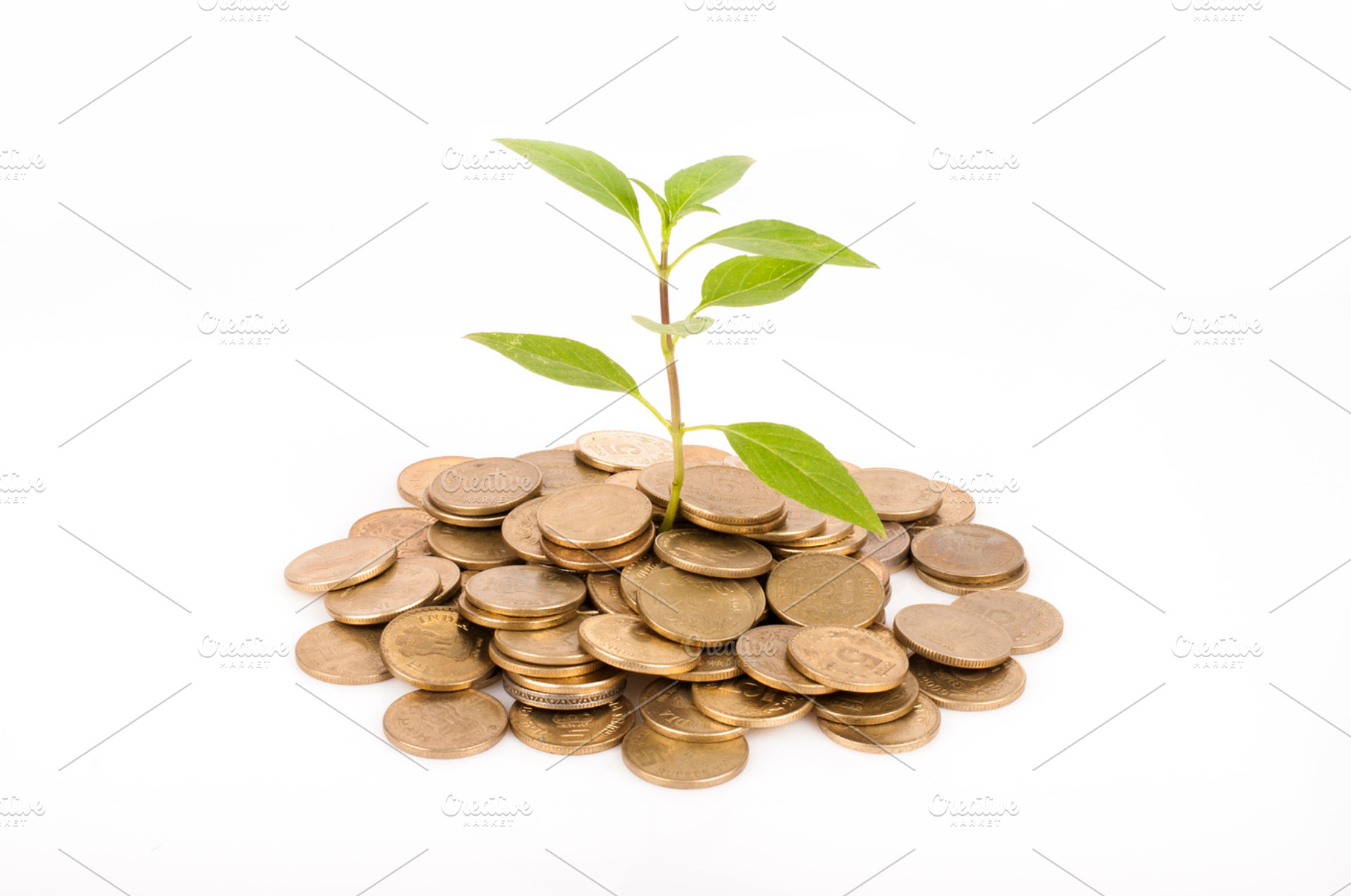 A Growing Plant With Business Coins