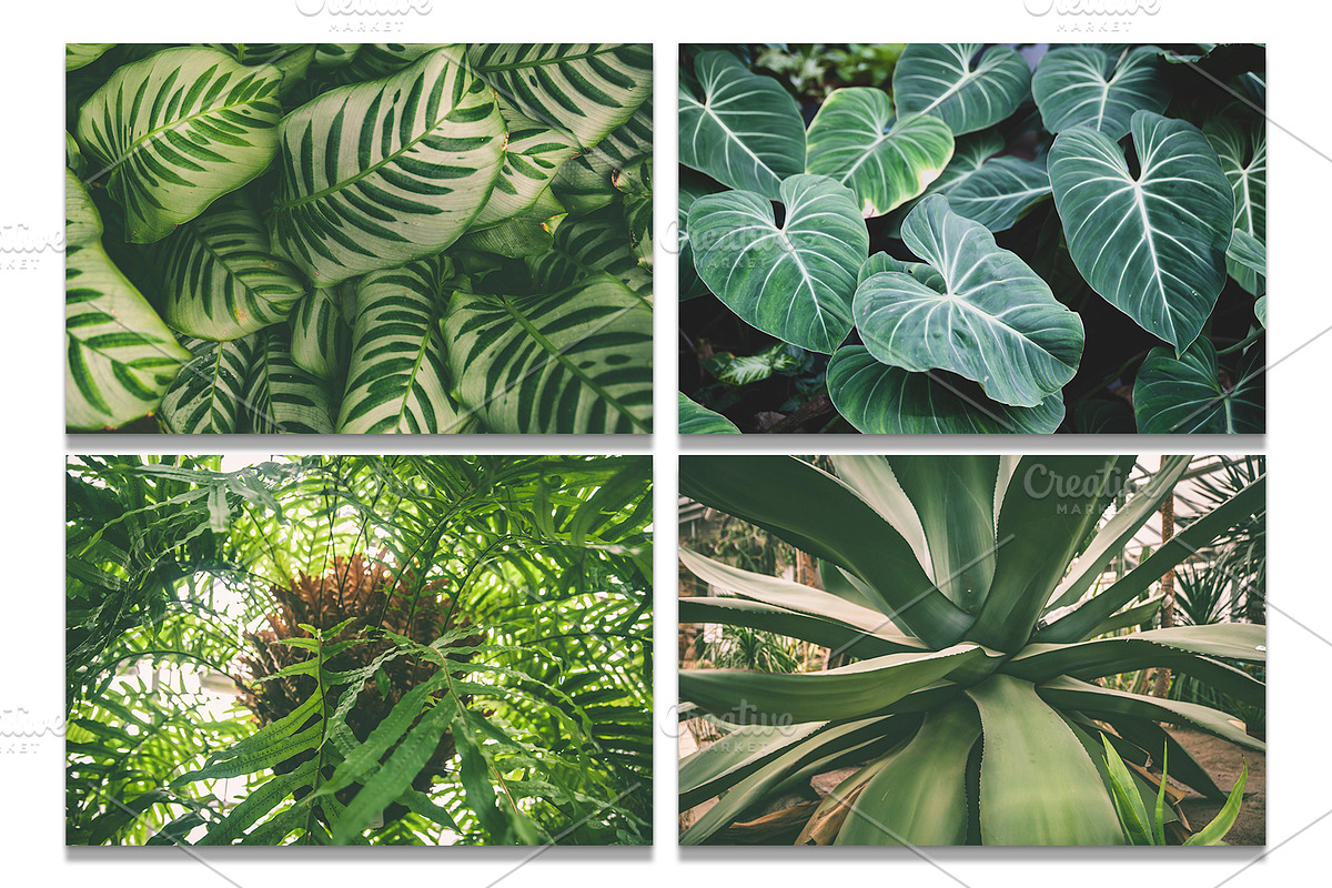 Botanical background bundle 20 jpg, a Nature Photo by WildStrawberry Magic (Photo 4 of 6)