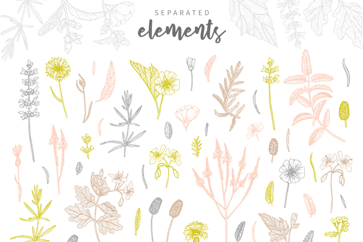 Herbalitica Vol.2 Flower Set, a Healthcare Illustration by eclosque (Photo 3 of 12)