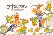 watercolor hoopoe bird clipart, an Illustration by Art & Things (Thumbnail 3 of 5)