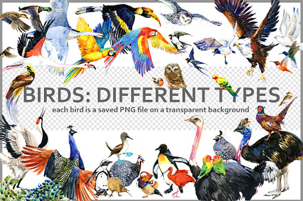 Watercolor Birds collection PNG