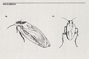 Pencil sketches of insects PNG., an Animal Illustration by LOKSKIH (Thumbnail 5 of 5)
