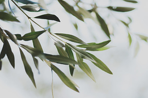 Olive Leaves Light Background Photo, a Nature Photo by René Jordaan Photography