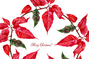 Christmas Poinsettia, a Decorative Illustration by Nataliapiache (Thumbnail 5 of 5)