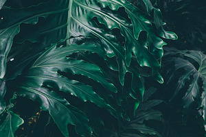 Dark green tropical leaves