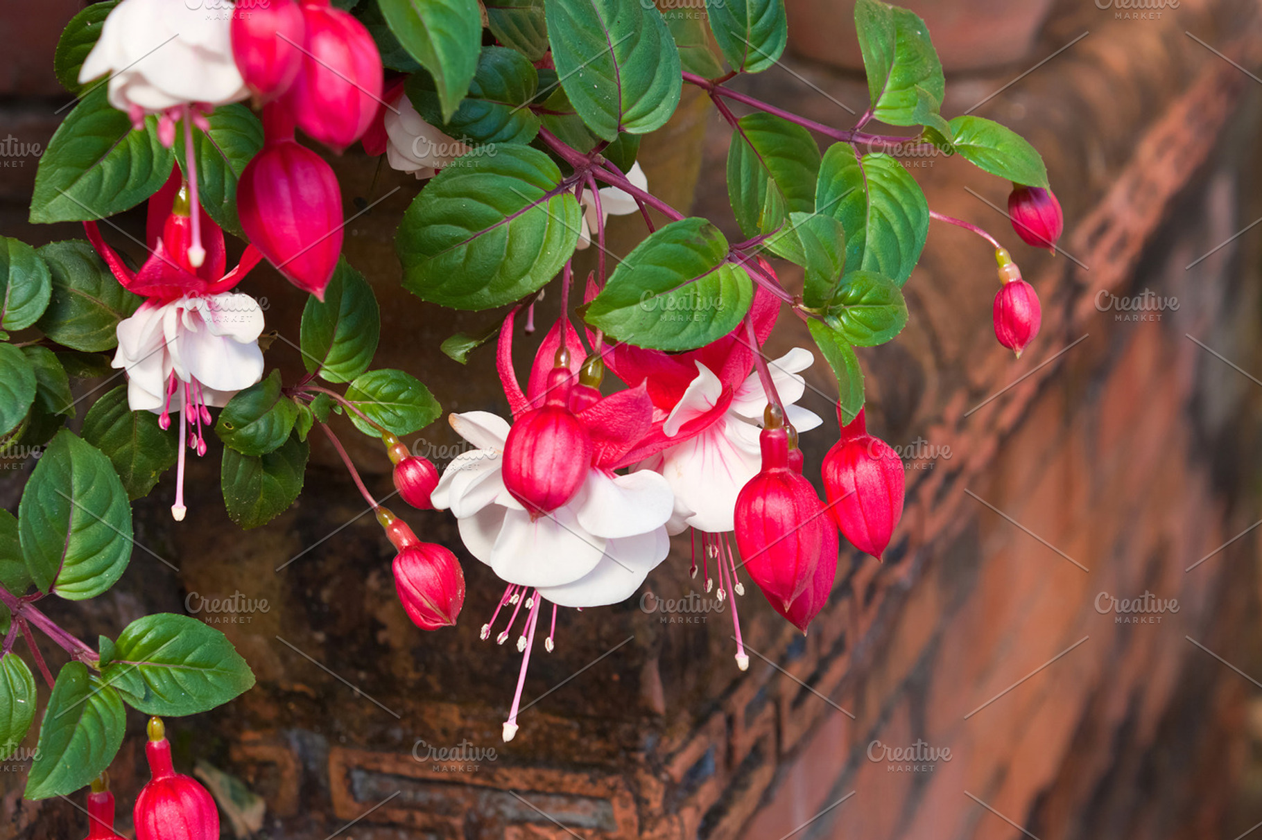 Summer Flowers. Fuschia., a Nature Photo by Vector beauty