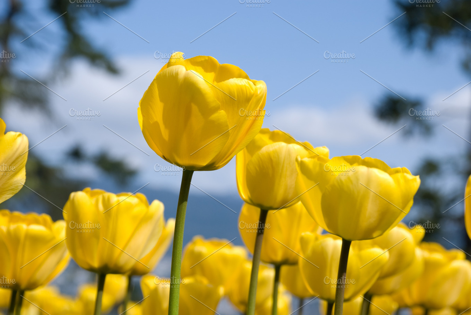 Beautiful Summer Tulips