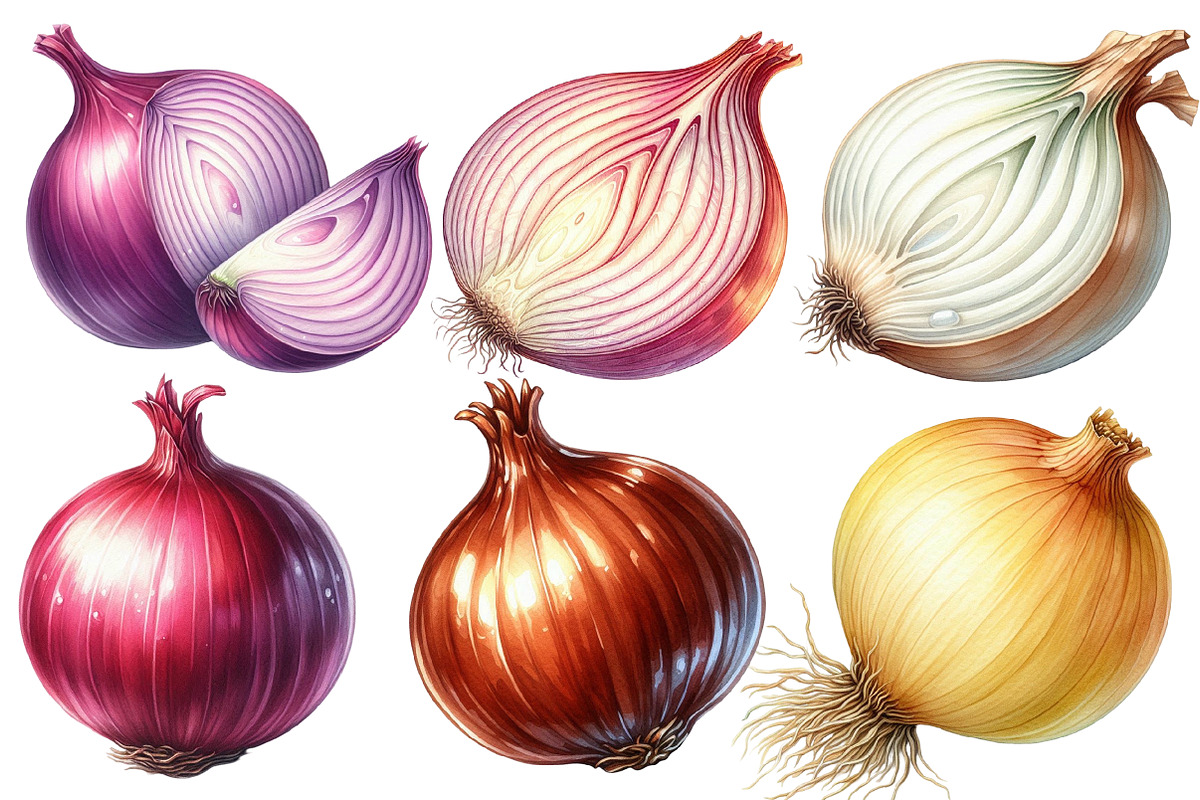 Watercolor Onion Clipart, an Illustration by Designworld (Photo 4 of 6)