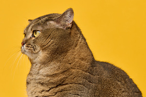 Portrait of an adult gray straight-eared cat in profile on a bri, an Animal Photo by ndanko