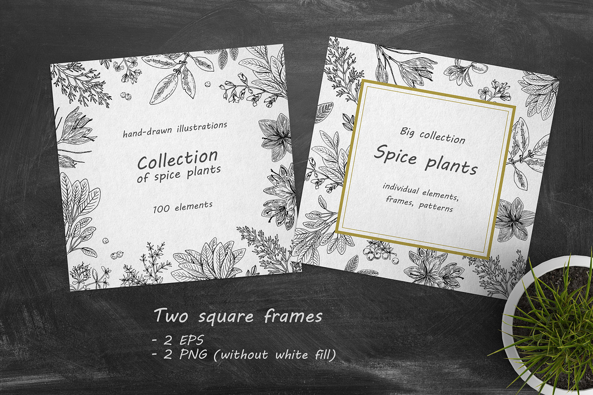 Spice Plants Collection, an Illustration by Evgeniia Lanskikh (Photo 7 of 11)