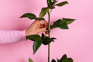 A single red rose held by a hand against a pastel pink backgroun, a Holiday Photo by Ales Munt