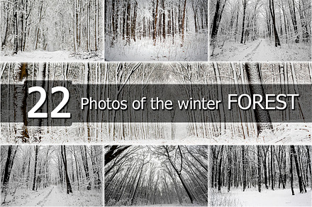 Winter forest featuring bare, blue, and chill, a Nature Photo by vovan