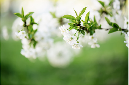 Cherry flowers frame, a Nature Photo by Nature and travel