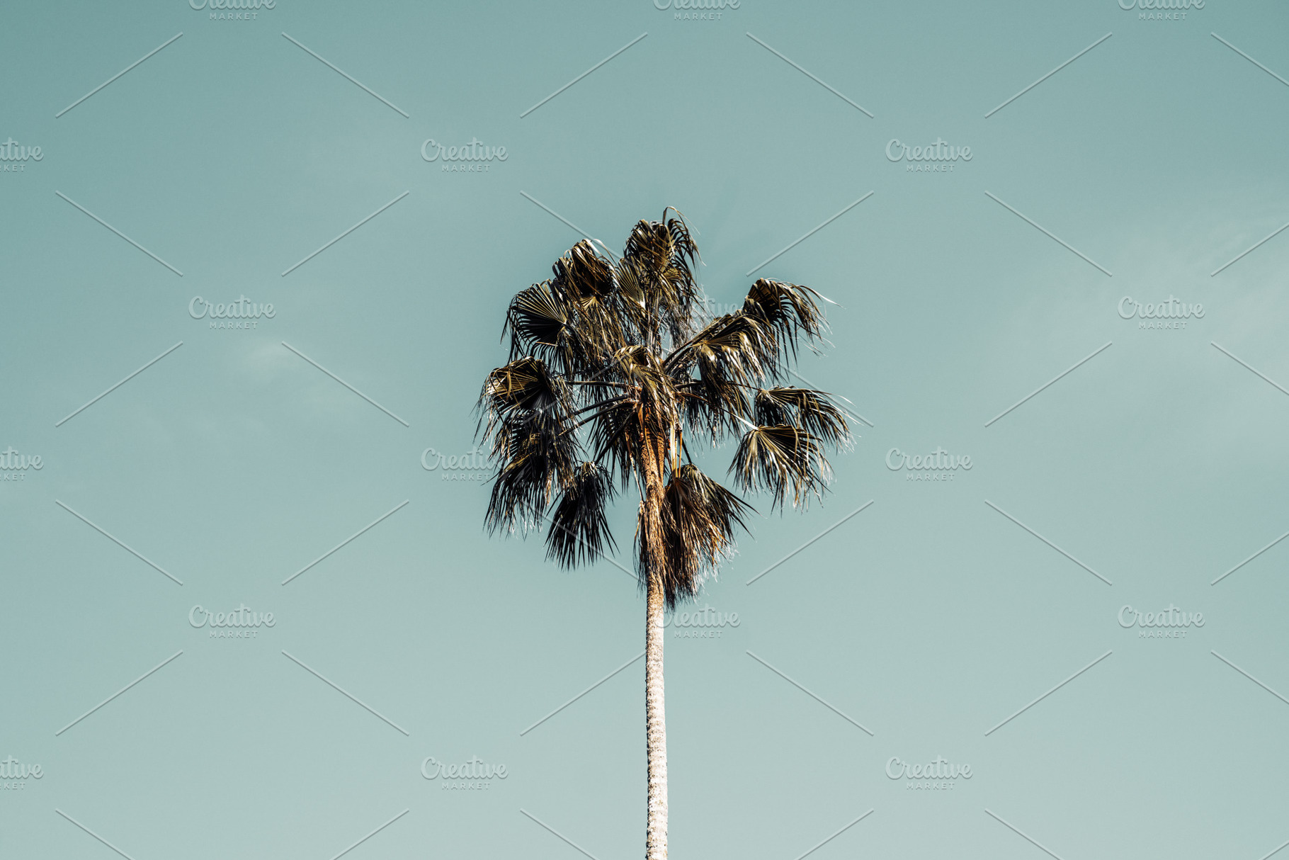 Palm tree against teal sky, a Wallpaper Photo by SkyNext