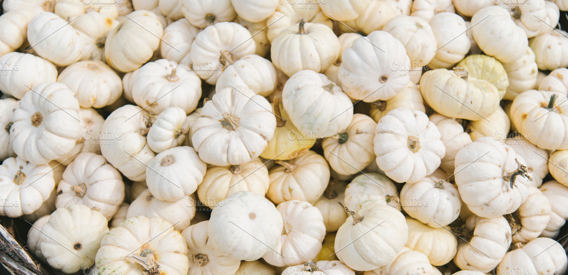 Autumn white pumpkins background, a Nature Photo by hitdelight