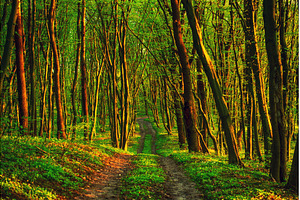 Flowering green forest, spring, a Nature Photo by Nature and travel