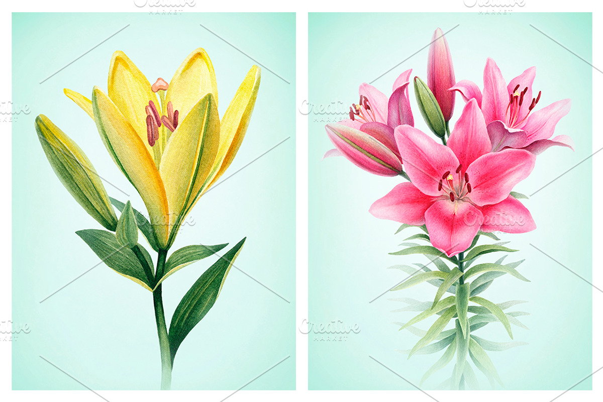 Illustrations of Lilies, a Texture Illustration by Sundra (Photo 6 of 10)