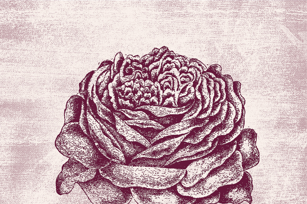 Vintage Flower Illustrations, an Illustration by TheBlackPixelCo (Photo 3 of 6)