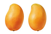 All Fruits Bundle Master Collection, a Food & Drink Photo by FlyeredTemplate (Thumbnail 87 of 130)
