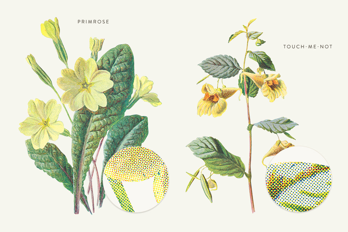Vintage Flowers Vol.03 - Extra Large, an Illustration by Greta Ivy (Photo 4 of 15)