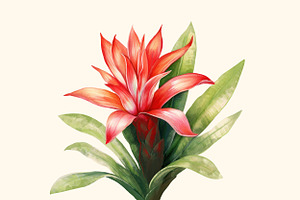 Floral Exotic Clipart Guzmania