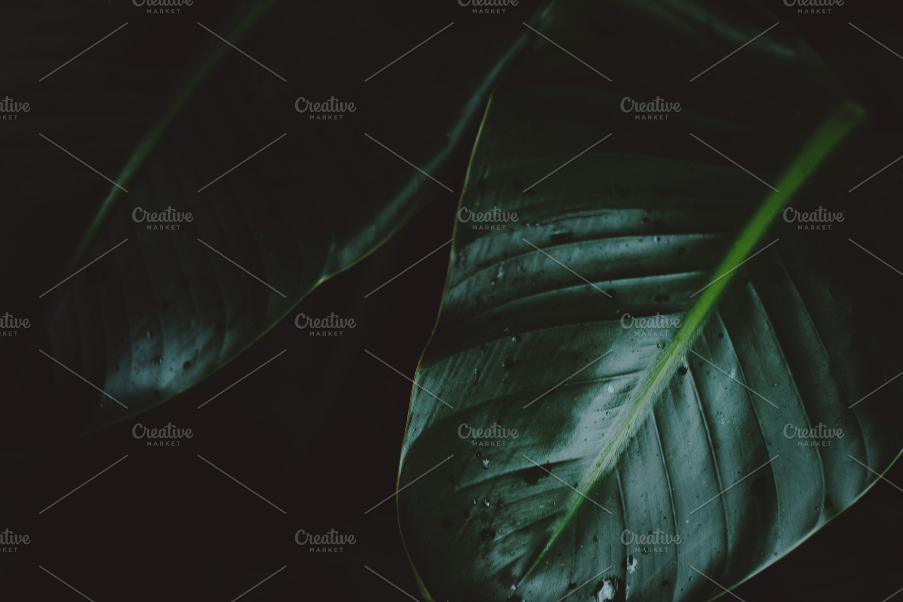 Low key jungle leaves containing dark jungle leaves, lush, and green, a Nature Photo by René Jordaan Photography