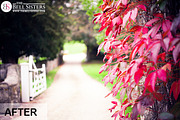 Autumn Lightroom Preset, an Action Add-On by The Bell Sisters (Thumbnail 3 of 7)