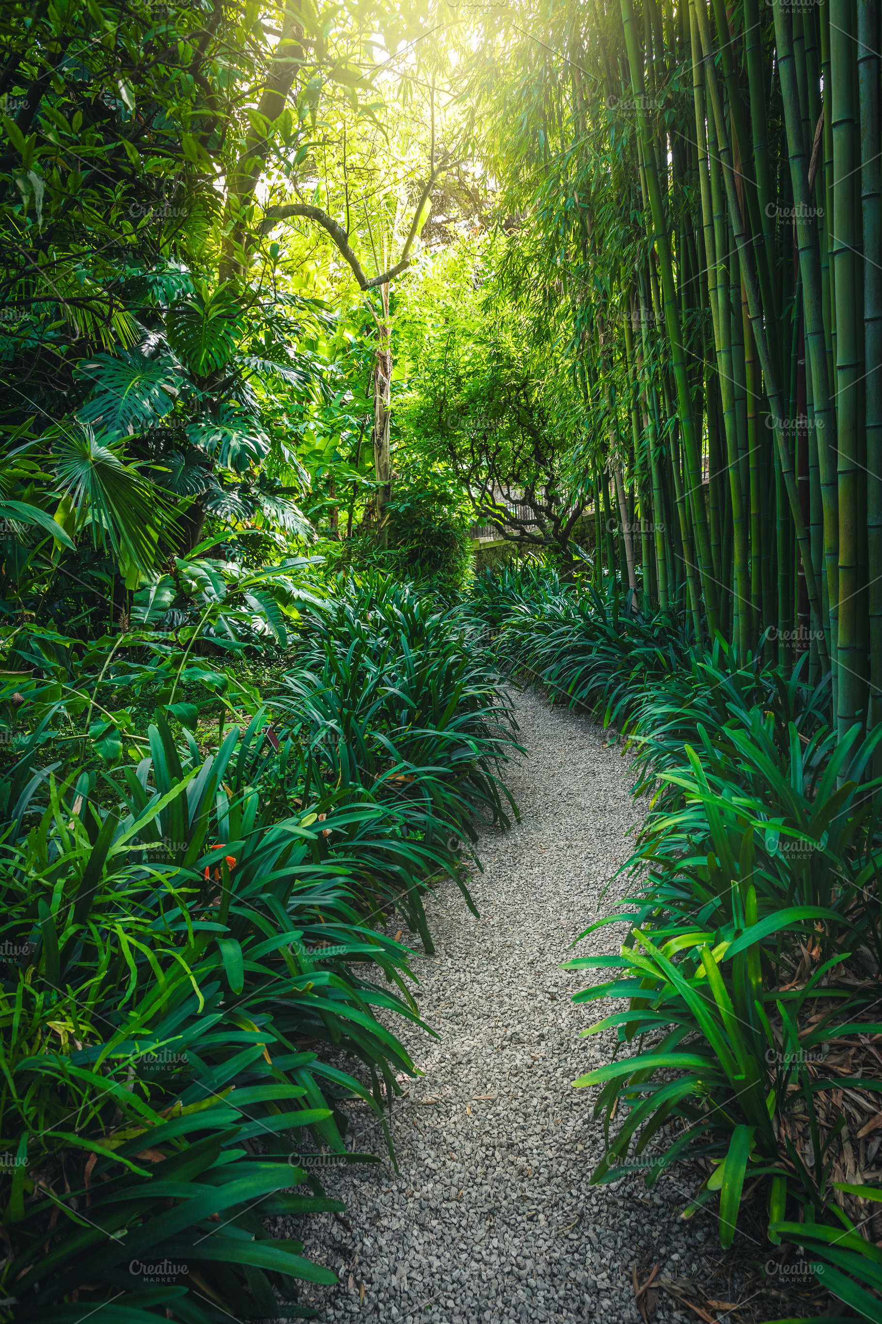 Pathway with bamboos in the park, a Nature Photo by Alpine Dreams