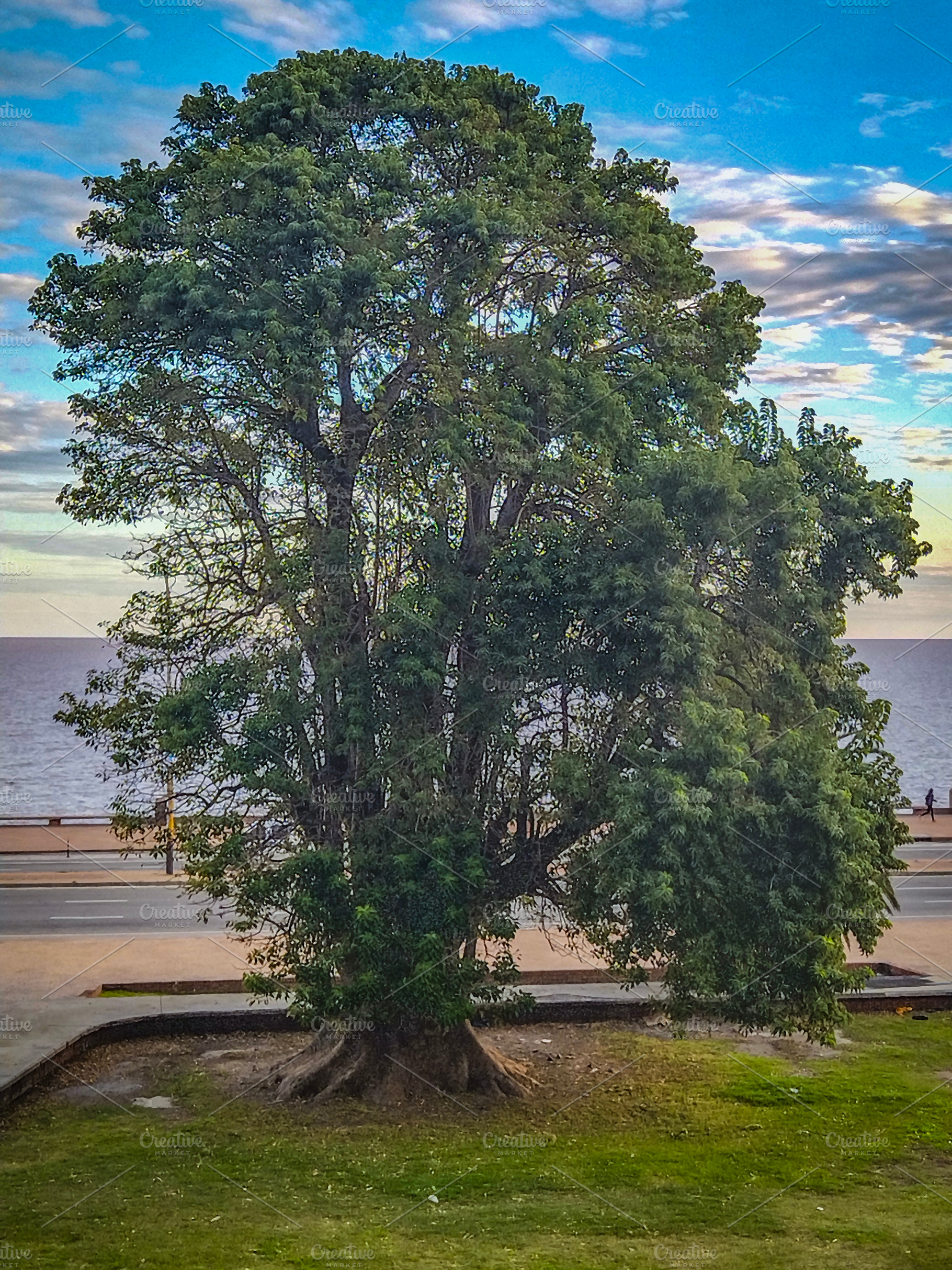 Big tree by the sea under calm sky, a Nature Photo by DanFLCreativo