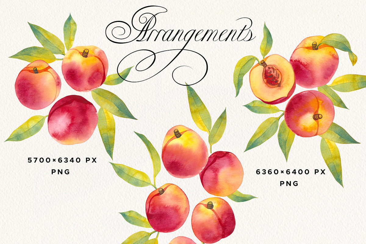 Watercolor Peach Fruits Clipart, a Food Illustration by Olga Begak Art & Design (Photo 5 of 7)
