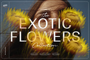 Illustration Bundle - 6580+ elements, a Texture Illustration by Nomad Visuals (Thumbnail 7 of 32)