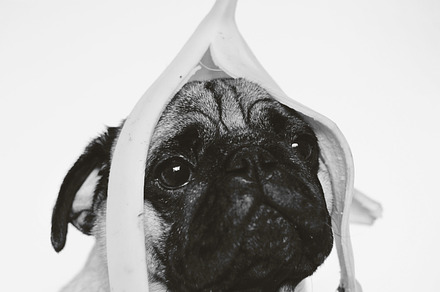 Black and white pug dog with banana 