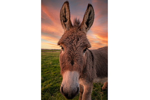A Donkey Poses for the Camera at