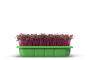 Seedlings Tray