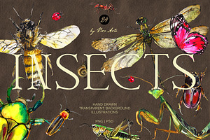 Insects and bug clipart png