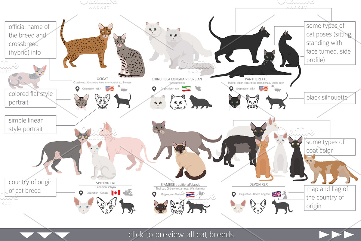 Chart Types Of Purebred Cats Cat Names Cream Cat Breeds The