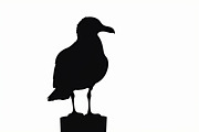 Bird Silhouette design bundle, an Illustration by BIPLOB EXPERT (Thumbnail 4 of 13)