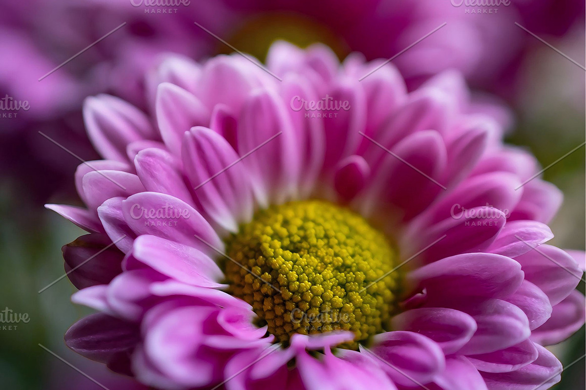 Pink chrysanthemum flowers, a Nature Photo by Ana Dee Photography (Photo 1 of 2)