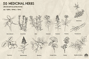Medicinal Herbs line art + Procreate, an Illustration by Skliarova (Thumbnail 5 of 5)