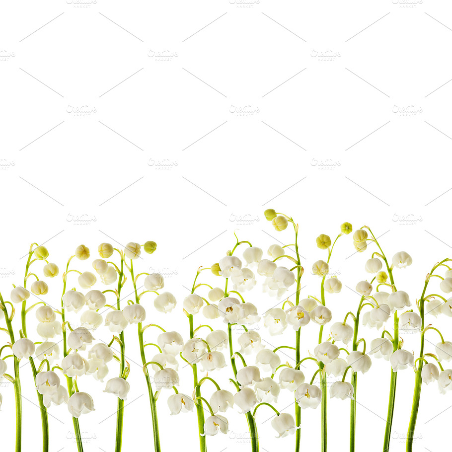 Lily Of The Valley Flowers Isolated