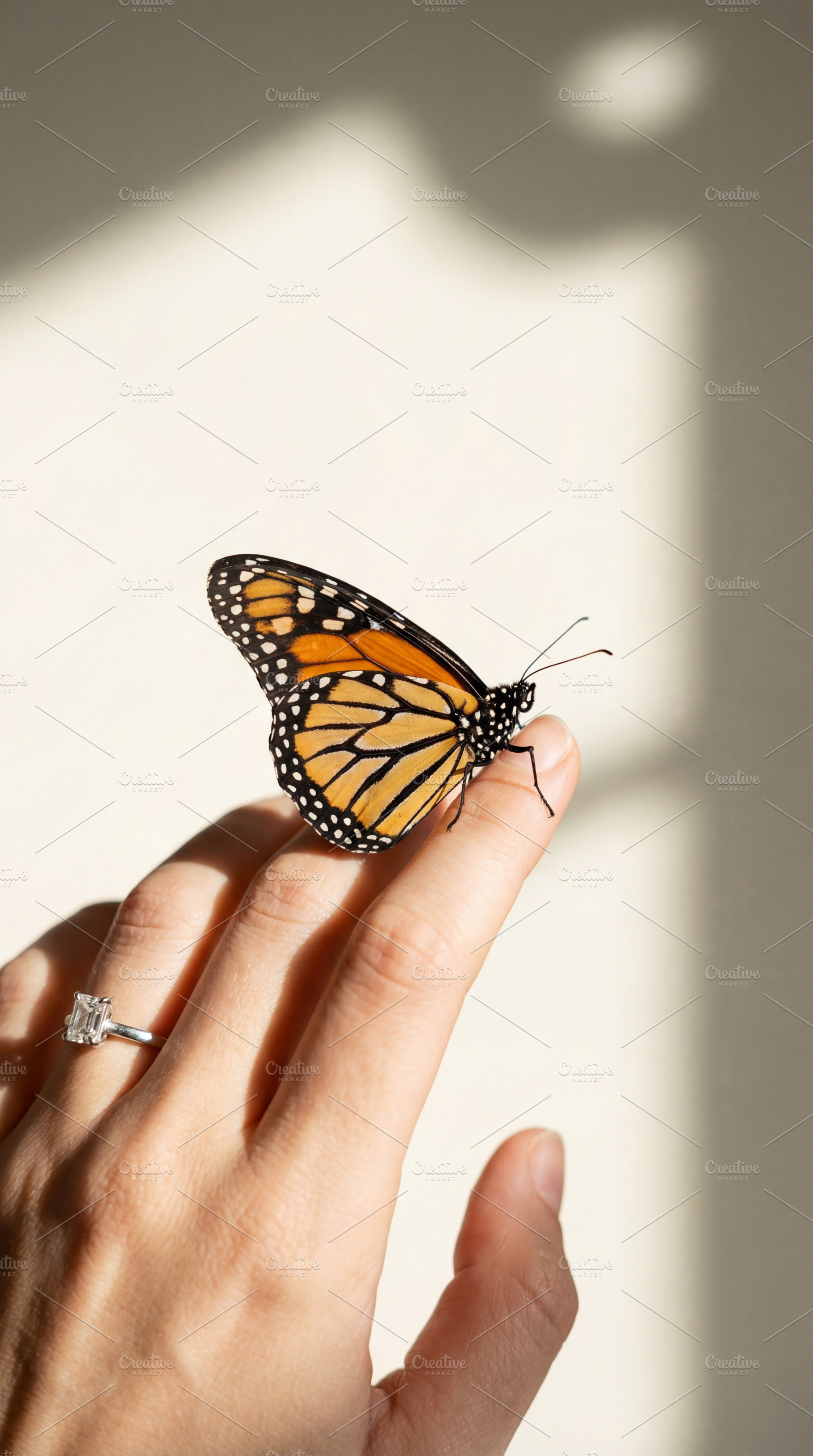 Butterfly Perched on Woman's Hand, an Animal Photo by Virgo Studio