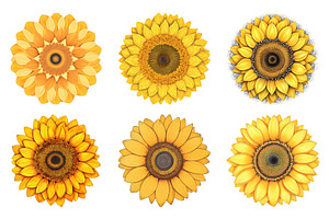 Sunflower Vectors, Sunflower Svg 2