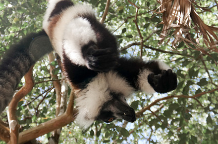 Portrait of black-and-white ruffed lemur aka Varecia variegata or Vari lemur at, an Animal Photo by Wild, Wild World