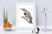 American Birds Watercolor Set, an Illustration by Malena (Thumbnail 3 of 4)