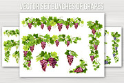 Vector set bunches of grapes, a Food Illustration by belander (Thumbnail 1 of 4)