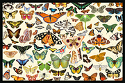 370+ Butterflies Cliparts, an Animal Illustration by Lilithcollageart (Thumbnail 3 of 8)