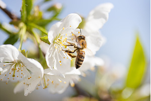 Macro shot of a Honey Bee collecting, an Animal Photo by Pakosta